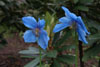 meconopsis x shelkdonii Lingholm - 2